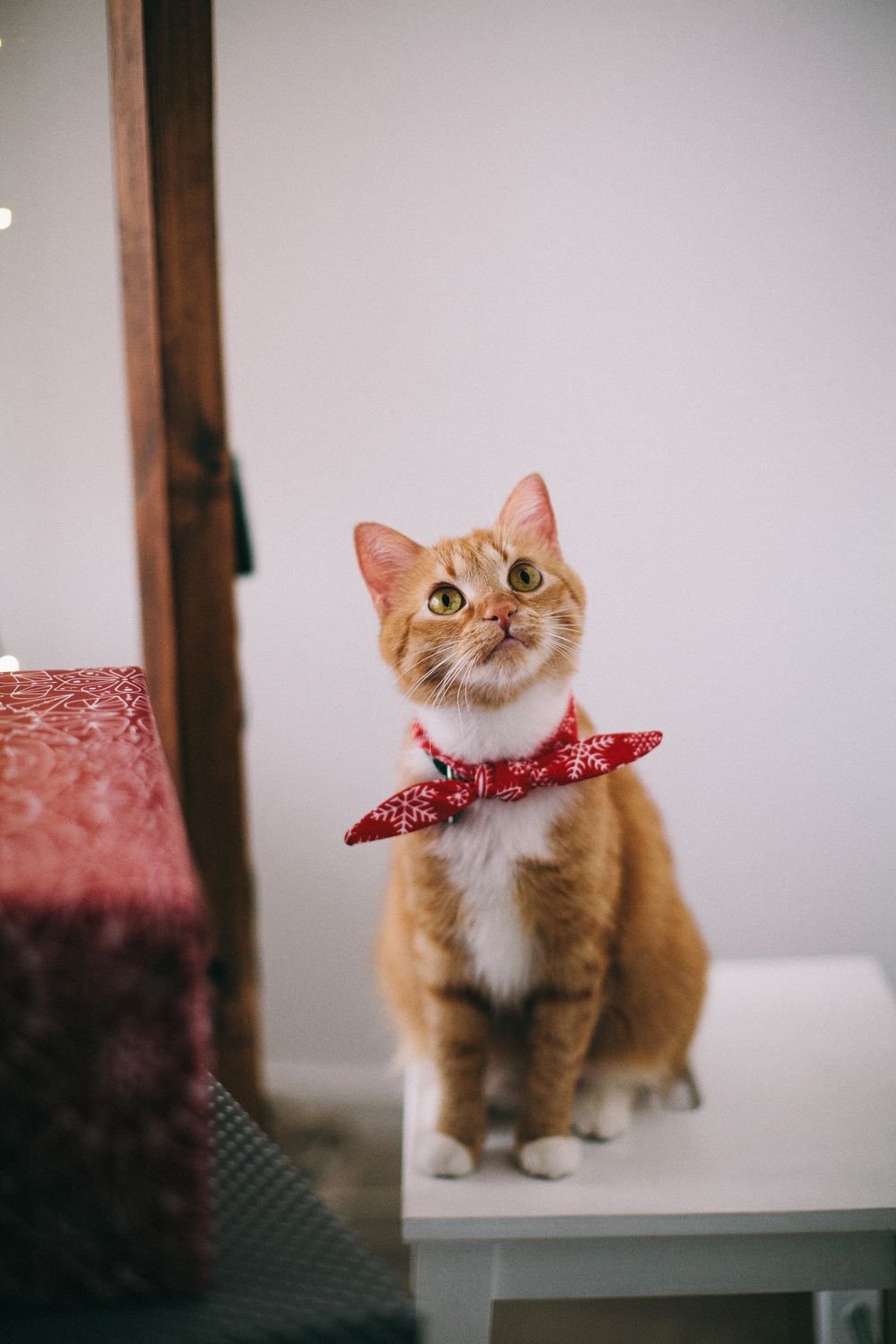 Gato doméstico