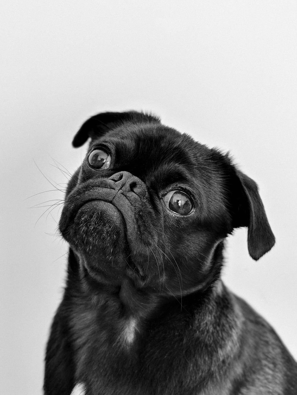 Pug adorable